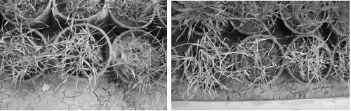 A Method for Indoor Identification of Cold Resistance of Wheat
