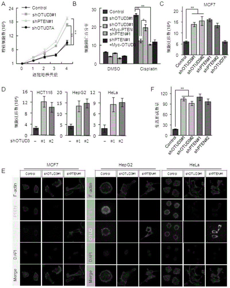 otud3-e86k protein and its coding gene and application