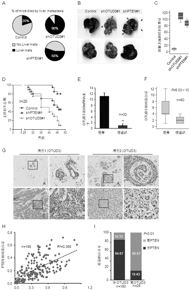 otud3-e86k protein and its coding gene and application