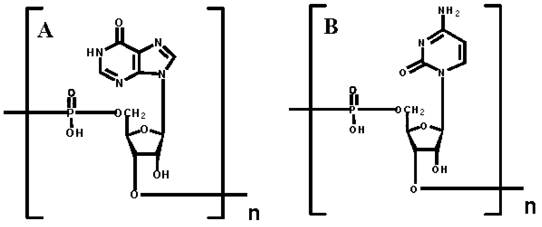 Method for synthesizing silver nanoclusters by aid of single-stranded DNA (deoxyribonucleic acid) used as template