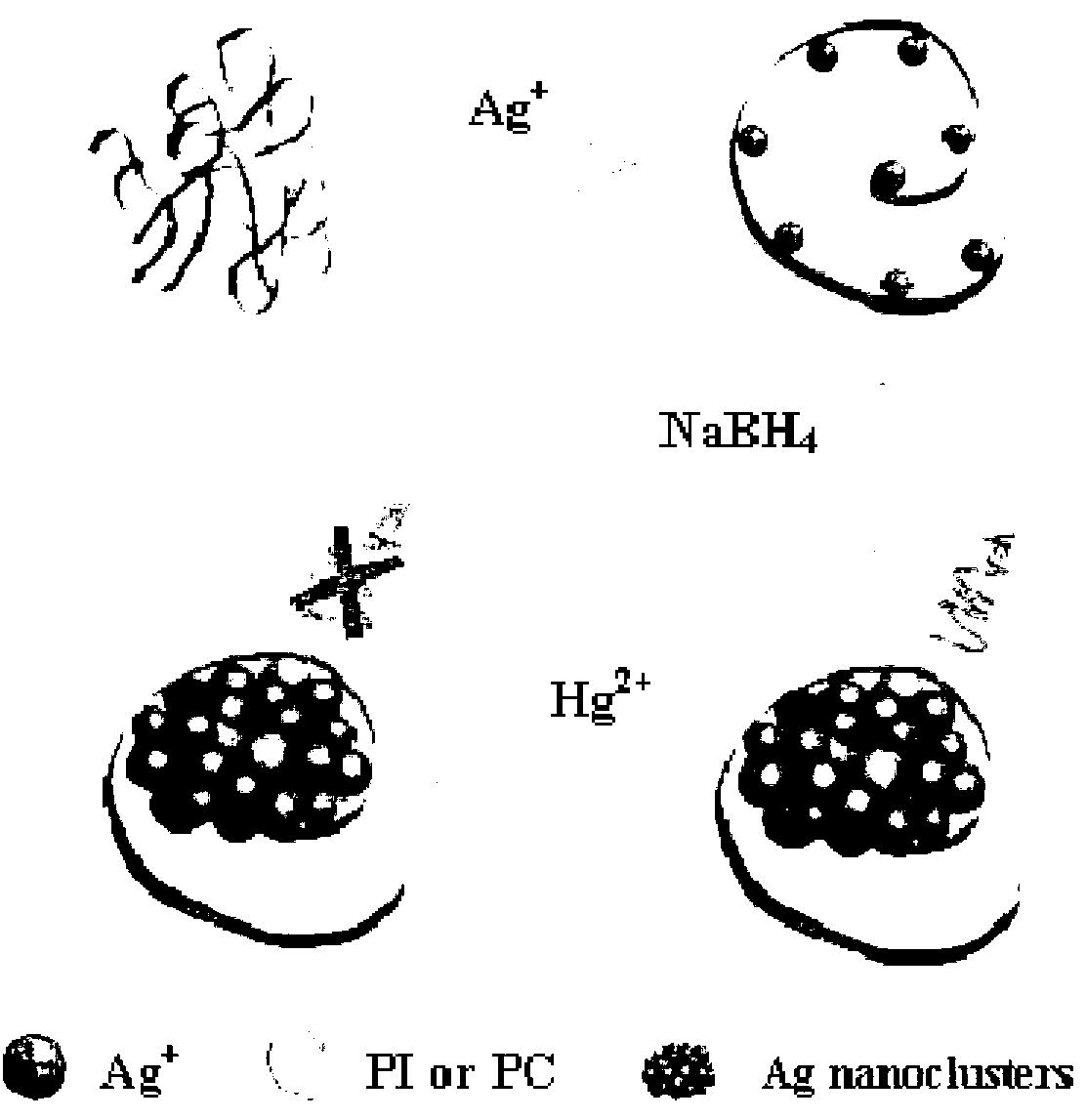 Method for synthesizing silver nanoclusters by aid of single-stranded DNA (deoxyribonucleic acid) used as template