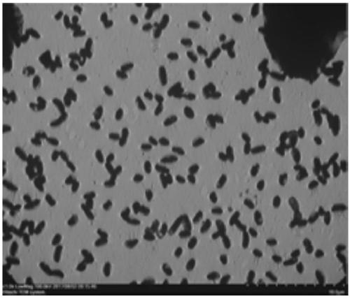 Benzene series degradation bacteria FB1, as well as screening method thereof, and application in degradation of the benzene series