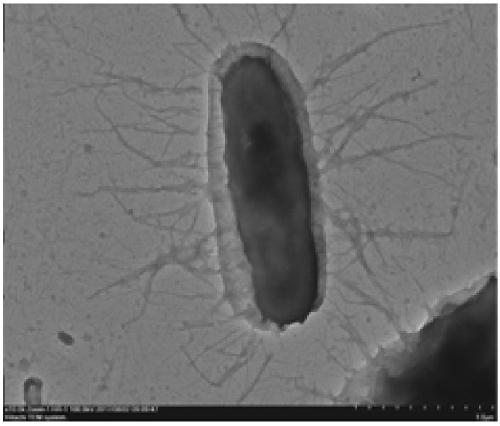 Benzene series degradation bacteria FB1, as well as screening method thereof, and application in degradation of the benzene series