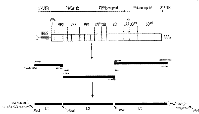 Enterovirus type 71 (EV71) infectious clone and construction method