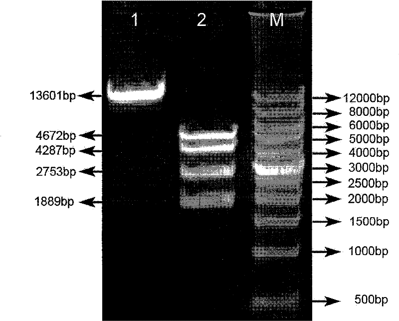 Enterovirus type 71 (EV71) infectious clone and construction method