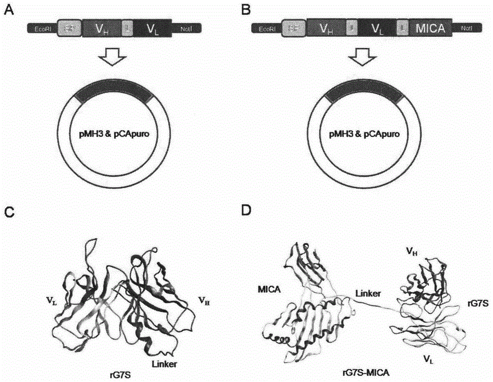 Design and application of CD24 antibody fusion protein