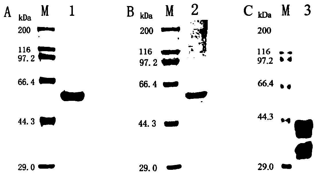 Method for preparing thermal stability vaccine based on calcium phosphate mineralization