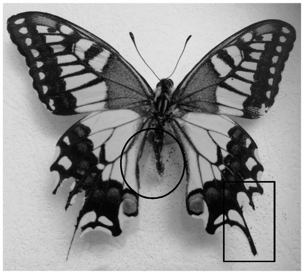 Vacuum storage method for insect specimens