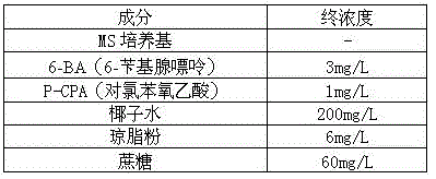 Proliferation medium for increasing saffron crocus bud proliferation rate