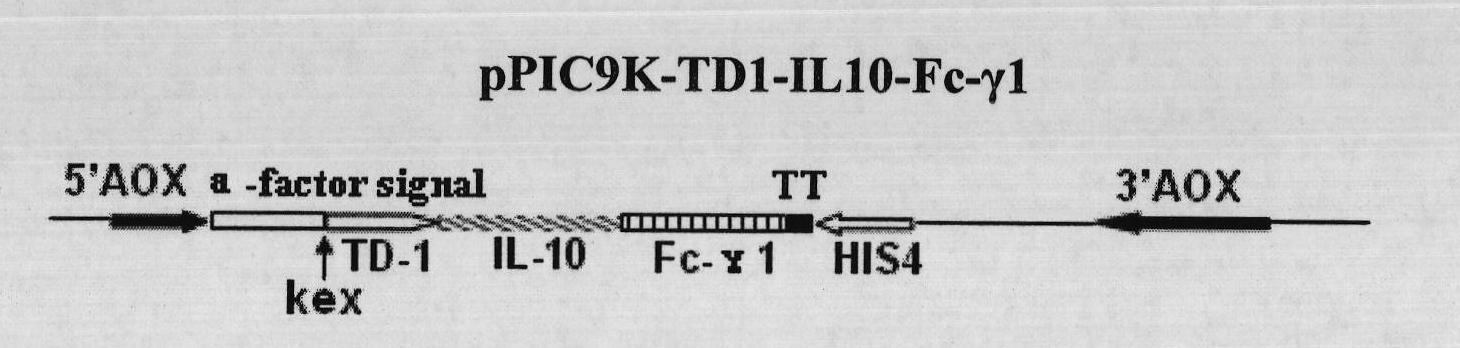 Fusion protein with transdermal capability and interleukin-10 activity as well as coding gene and application thereof