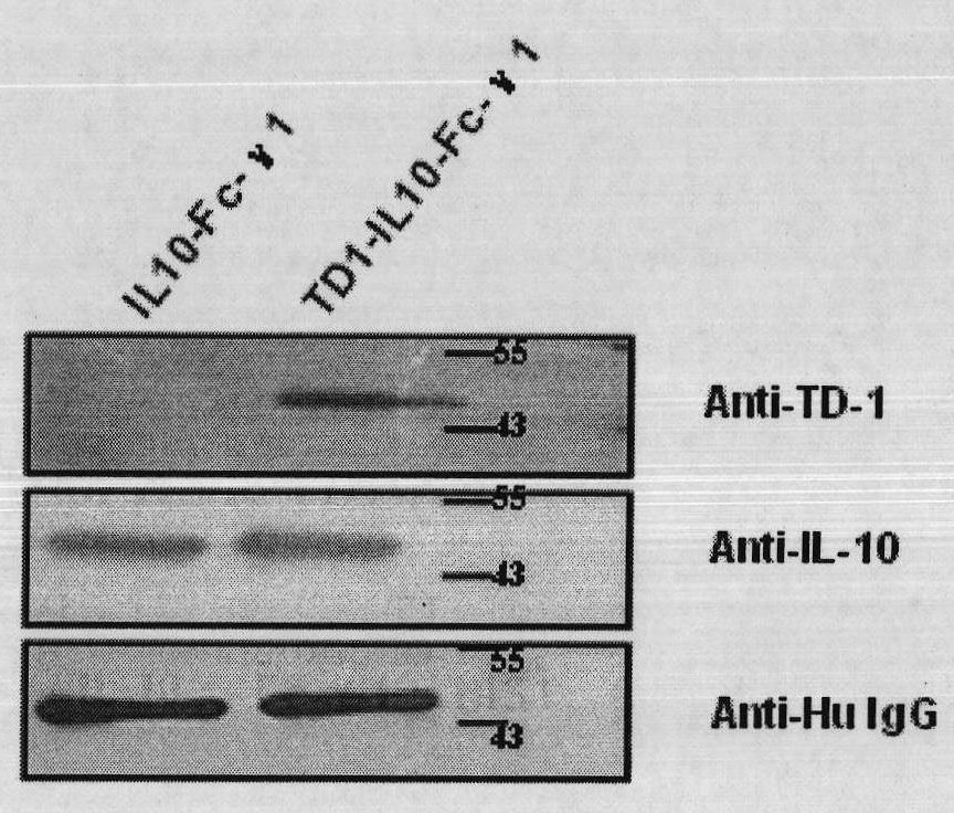 Fusion protein with transdermal capability and interleukin-10 activity as well as coding gene and application thereof