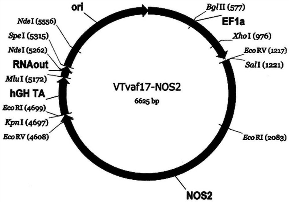 Gene therapy DNA vector