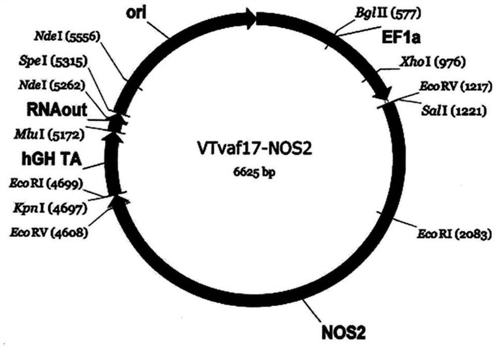 Gene therapy DNA vector