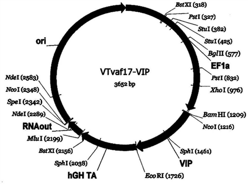 Gene therapy DNA vector