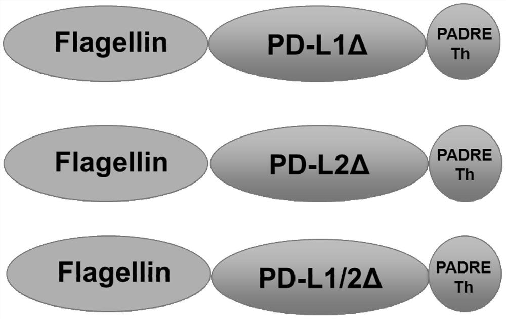 Anti-immune checkpoint PD-L1 and PD-L2 tumor vaccines