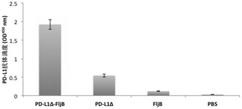 Anti-immune checkpoint PD-L1 and PD-L2 tumor vaccines