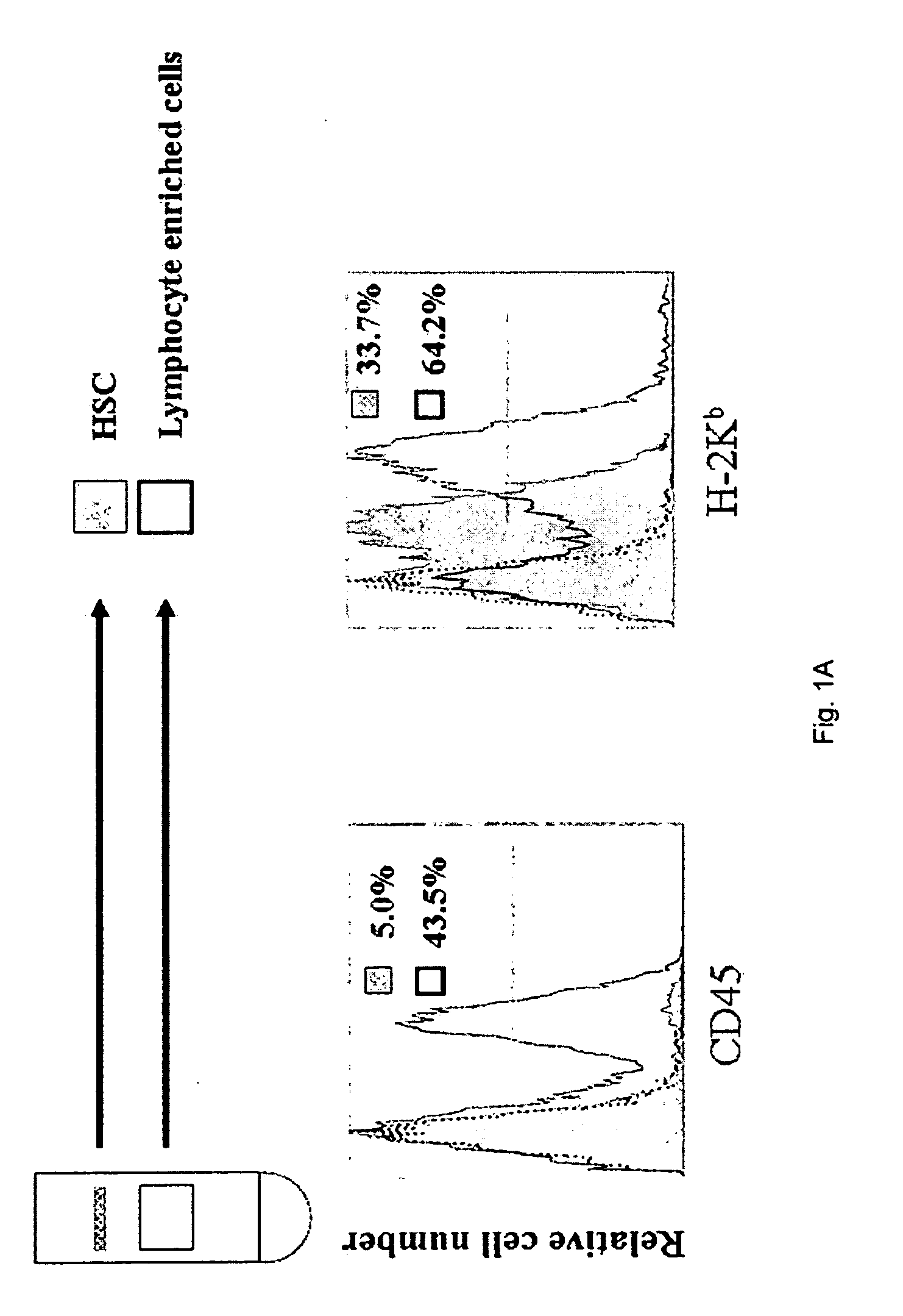 Co-transplantation of hepatic stellate cells and graft