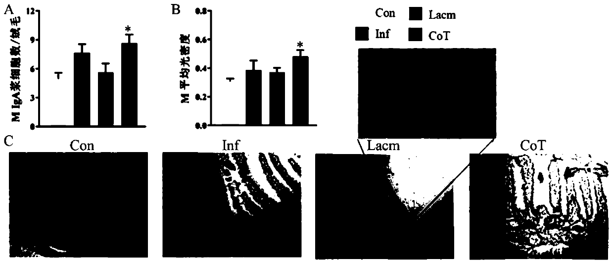 Application of lactobacillus reuteri from breast milk to regulation of maternal and infant immune functions