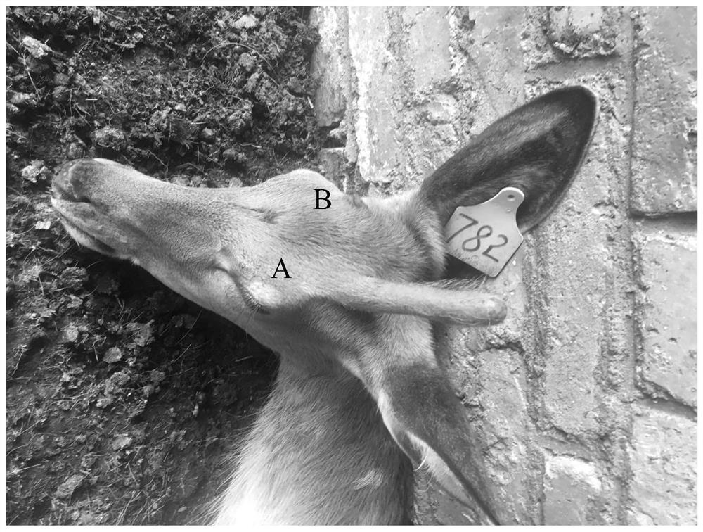 Product for inducing antler growth of female deer, preparation method of product, method for inducing antler growth of female deer and application