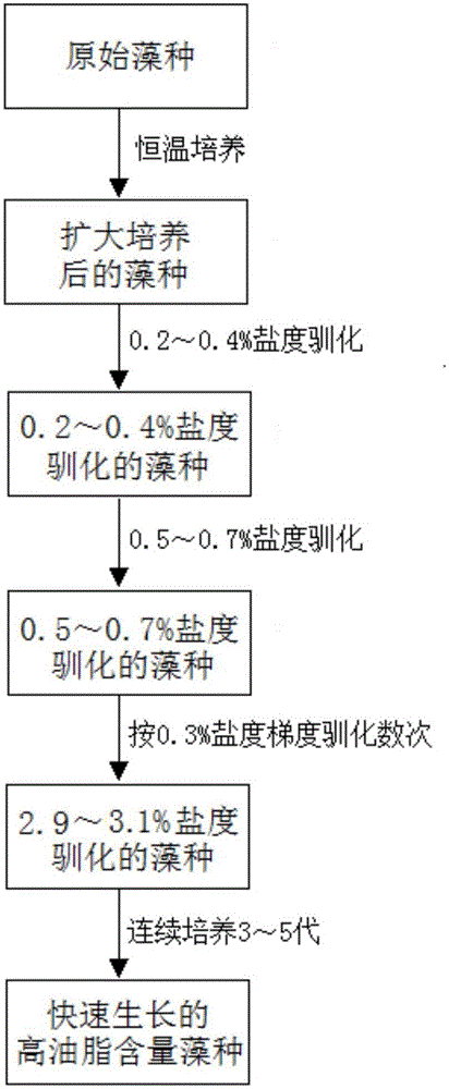 Method for improving micro algae growth rate and cell fat content employing high-salinity domestication