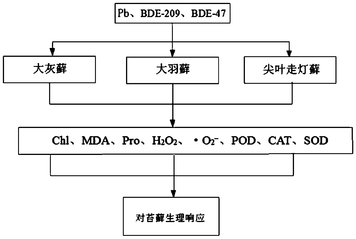 Determination of Physiology and Biochemistry of Mosses Polluted by Polybrominated Diphenyl Ethers and Heavy Metals