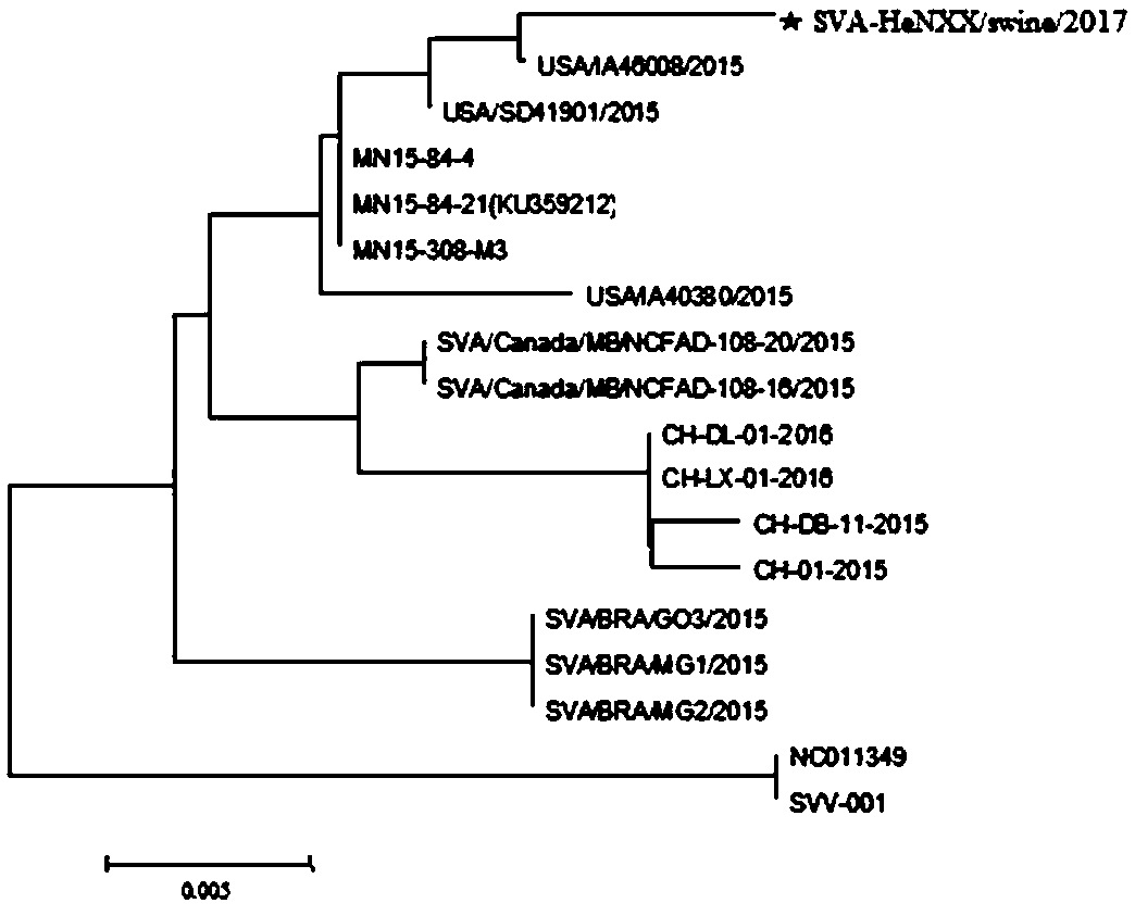 Seneca valley virus strain and application thereof