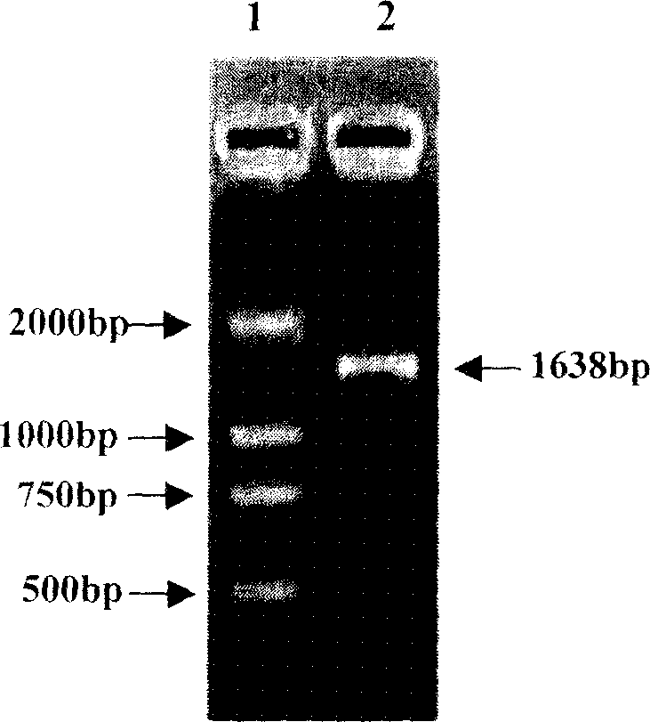 Heat shock protein 65- multiple epitope hepatitis B virus core antigen recombinant protein ú¿HSP65-HBcAgú®