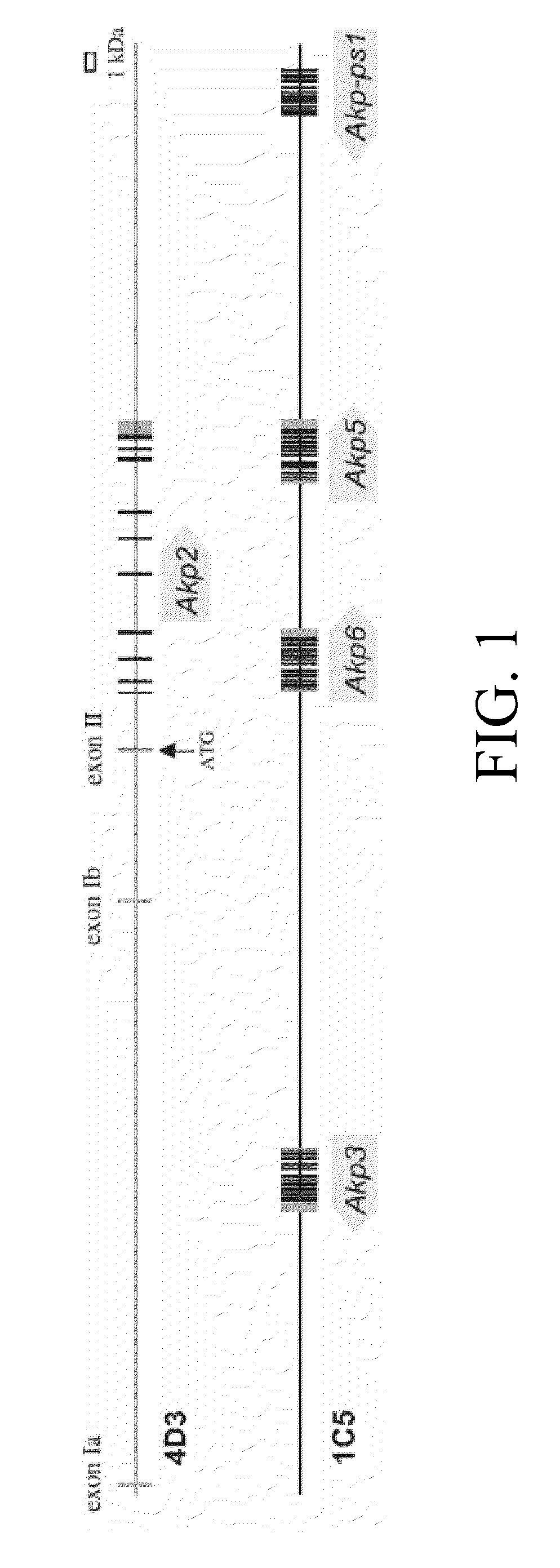 Intestinal alkaline phosphatase modulators and uses thereof