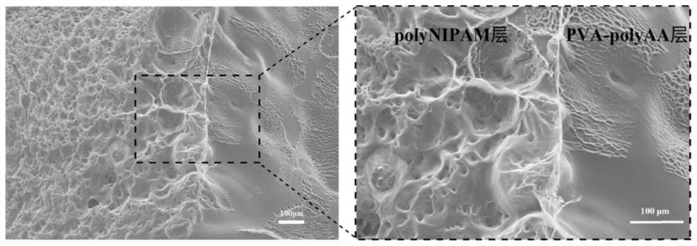 A method for preparing hydrogel with asymmetric structure in one step by using viscosity difference and its product and application