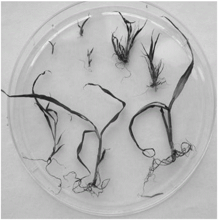 Efficient transformation method for transforming agrobacterium into setaria viridis seeds under assistance of carborundum