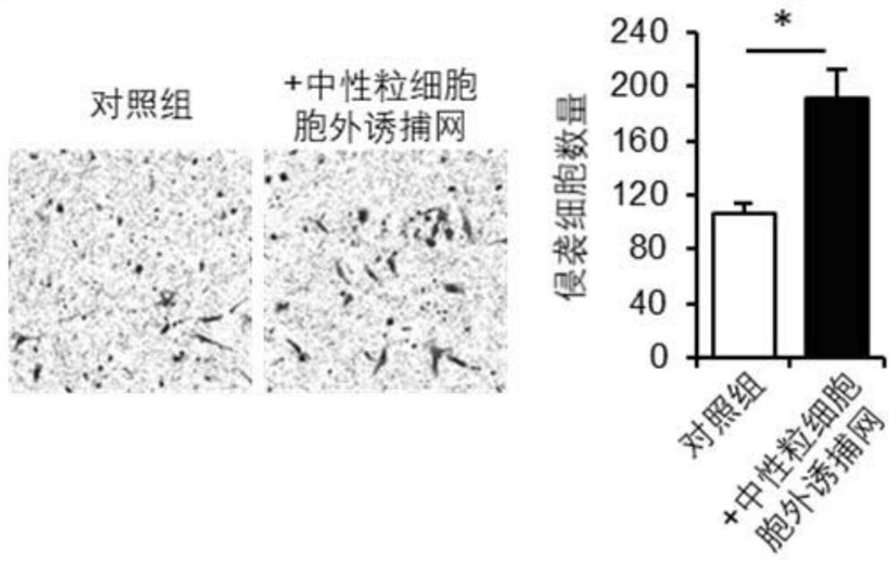 Application of CIT-H3 protein detection reagent in preparation of liver cancer prognosis and/or recurrence prediction reagent