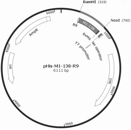 An antitumor protein peptide that inhibits Foxm1