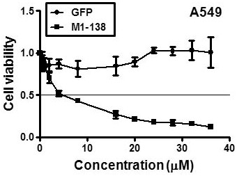 An antitumor protein peptide that inhibits Foxm1