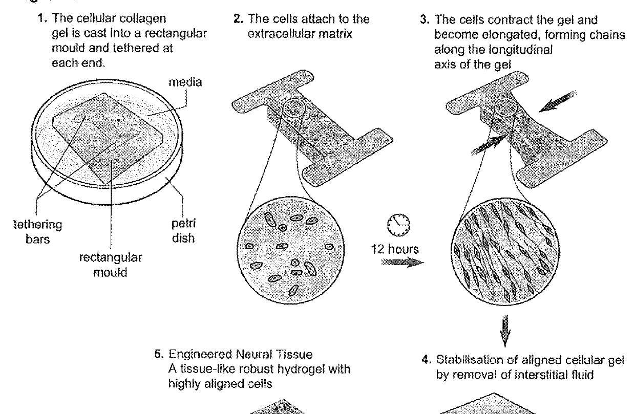 Engineered neural tissue