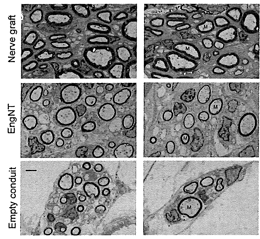 Engineered neural tissue