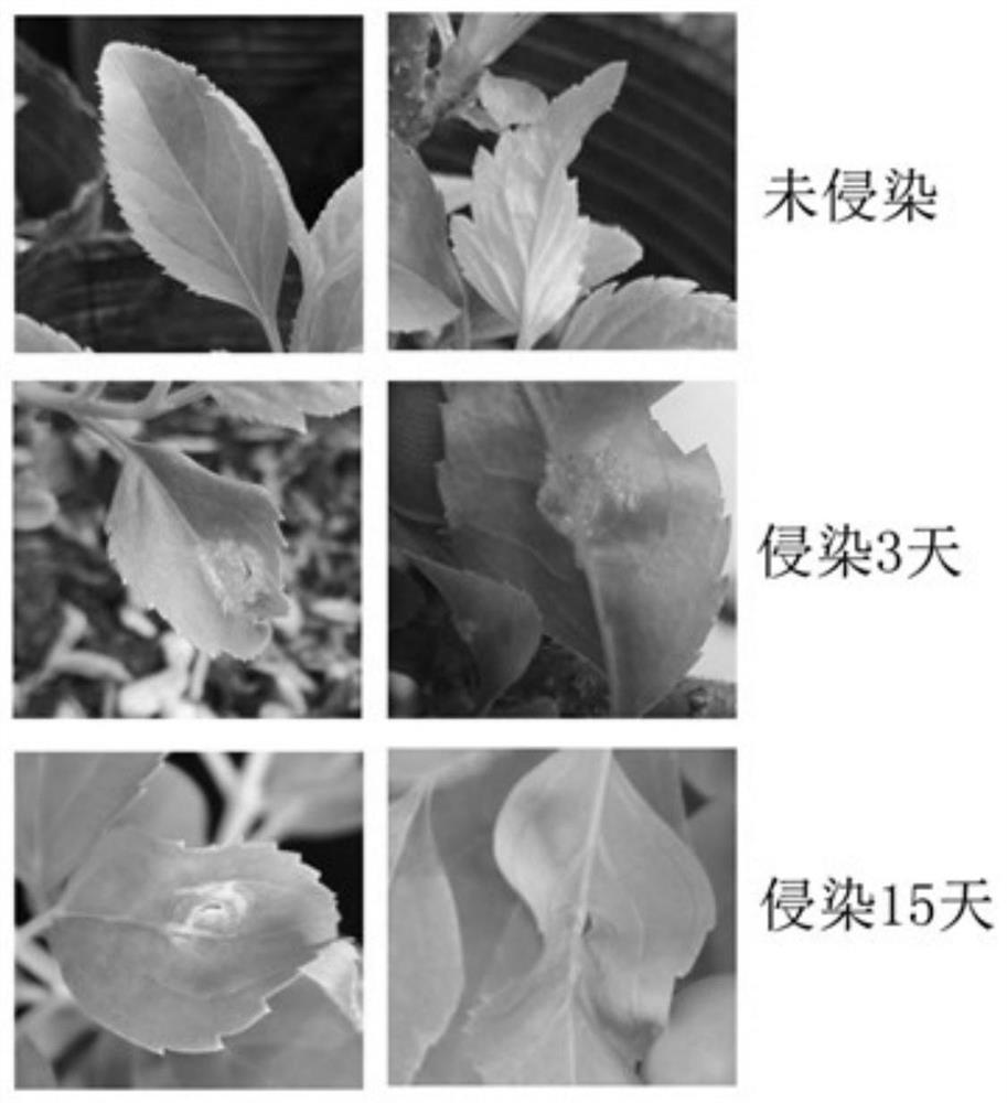 A method for virus-induced gene silencing mediated by trv vector in forsythia leaves