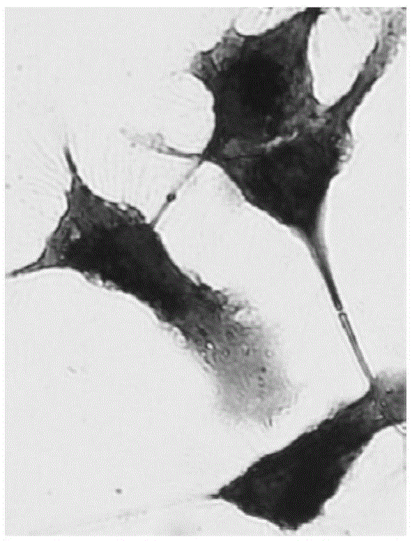 Method capable of promoting migration of dendritic cells to lymph nodes and achieving multi-mode imaging simultaneously