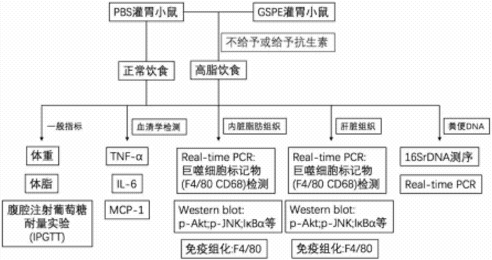 Procyanidine-containing prebiotics and application thereof to obesity and metabolic syndrome medicines