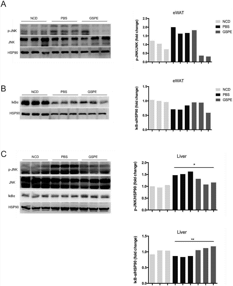 Procyanidine-containing prebiotics and application thereof to obesity and metabolic syndrome medicines