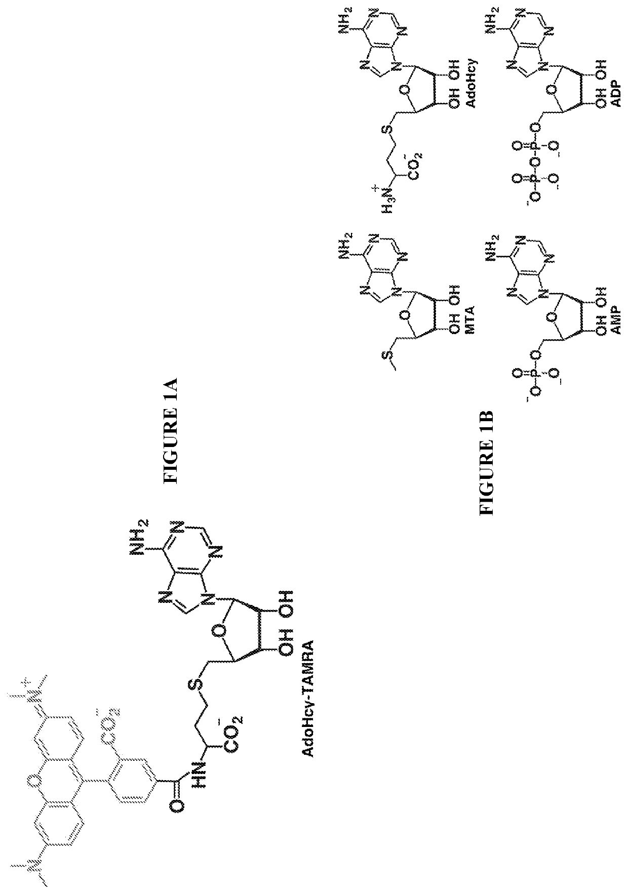 Methods and kits for quantifying adenosine-containing molecules