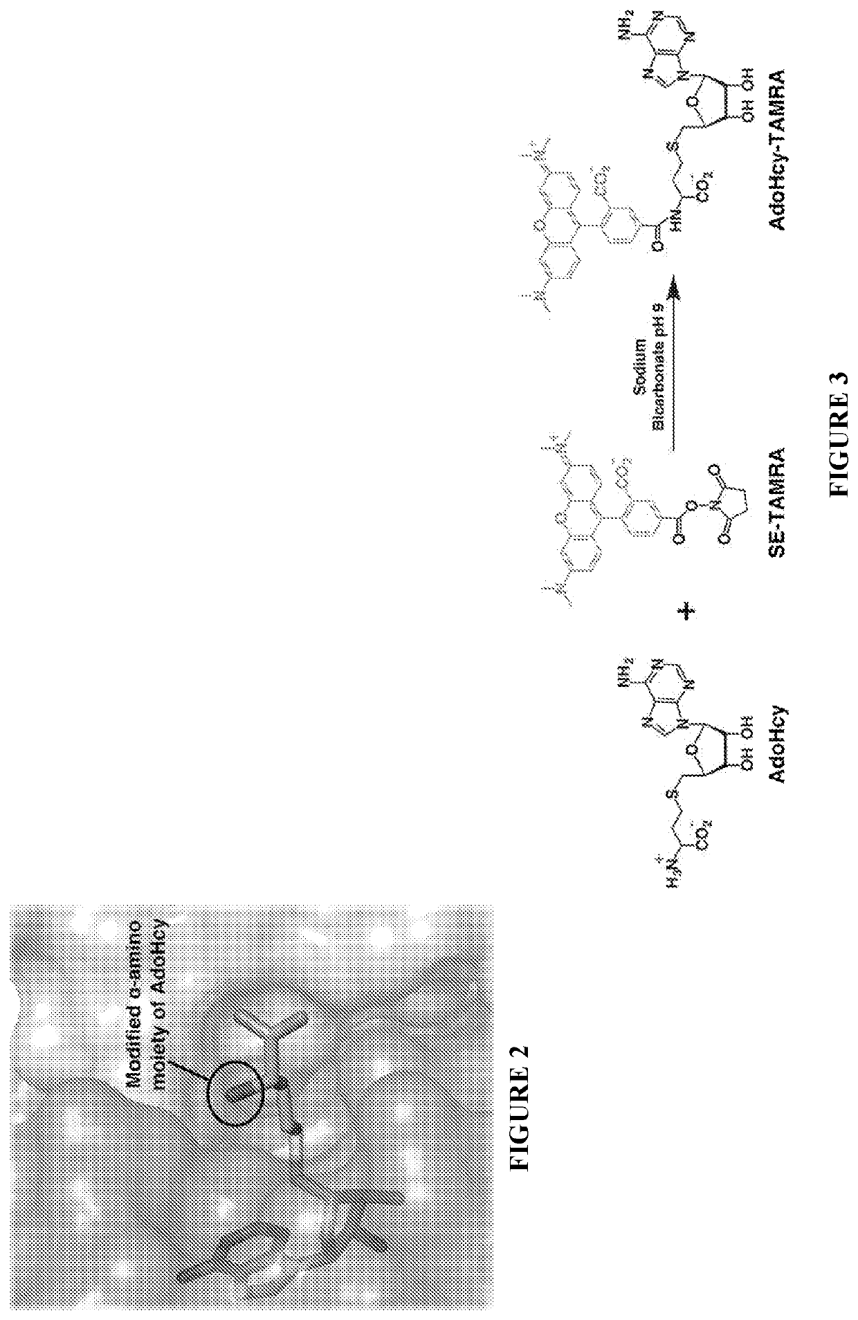 Methods and kits for quantifying adenosine-containing molecules