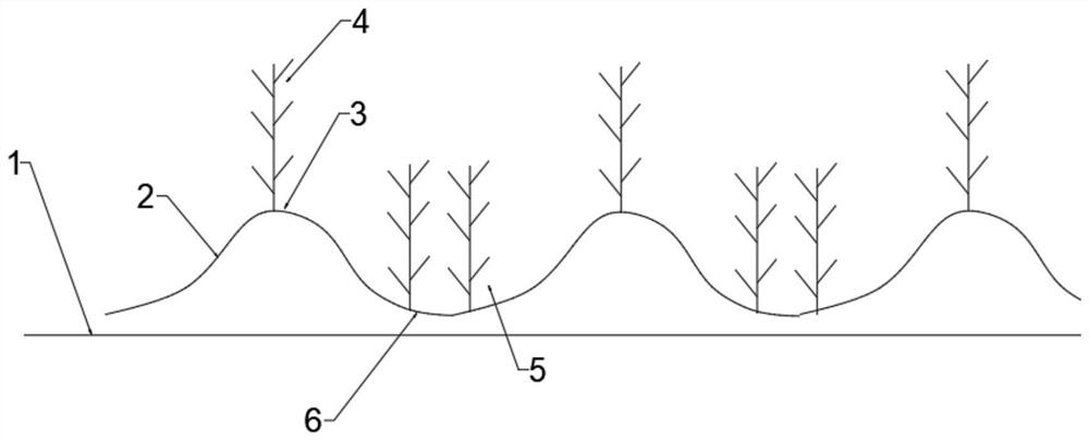 Cultivation method for increasing interception amount of optical energy of wheat