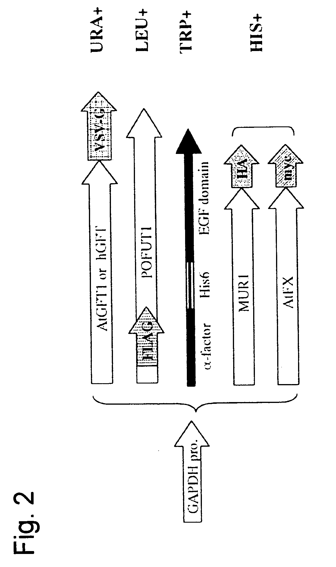 Yeast transformant into which genes associated with synthesis system of O-fucosylated protein are introduced