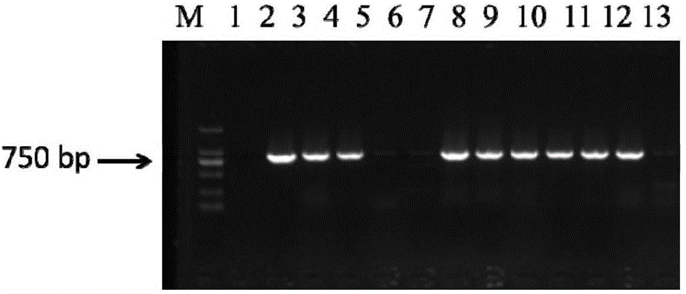 Artemisia apiacea translocator AaPDR3 and application thereof