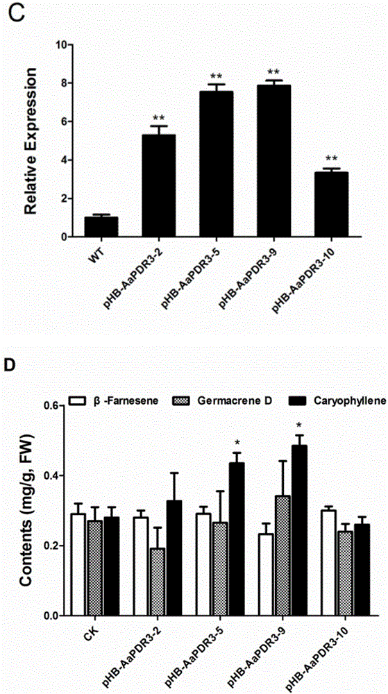 Artemisia apiacea translocator AaPDR3 and application thereof