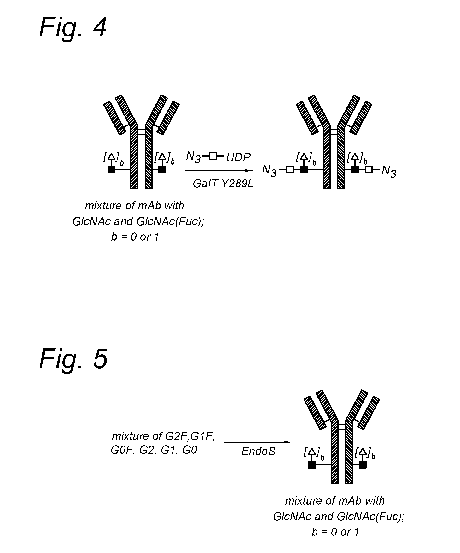 Modified antibody, antibody-conjugate and process for the preparation thereof