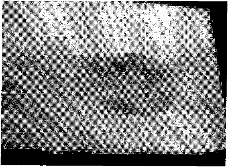 Bloodstain detection method having long wavelength chemiluminescence and fluorescence, and developing functions