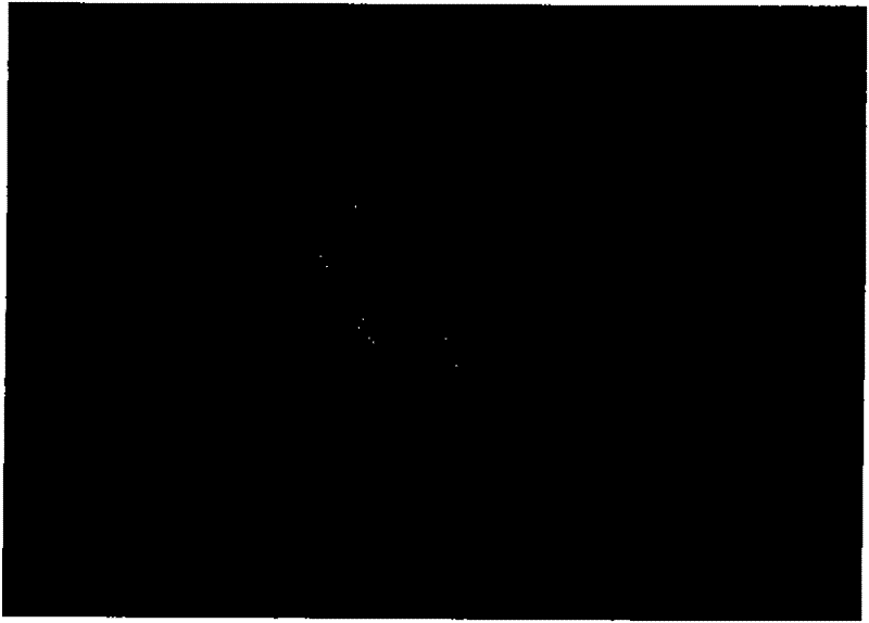 Bloodstain detection method having long wavelength chemiluminescence and fluorescence, and developing functions