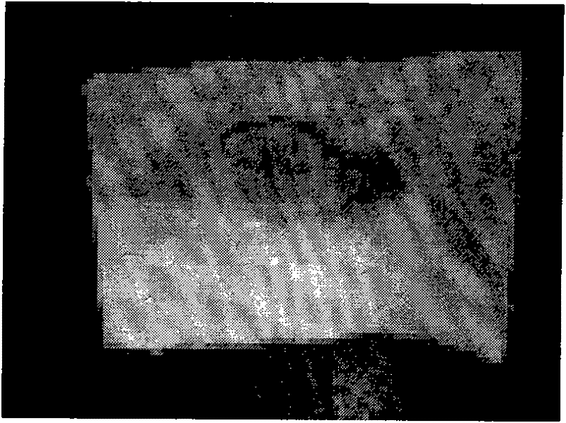 Bloodstain detection method having long wavelength chemiluminescence and fluorescence, and developing functions