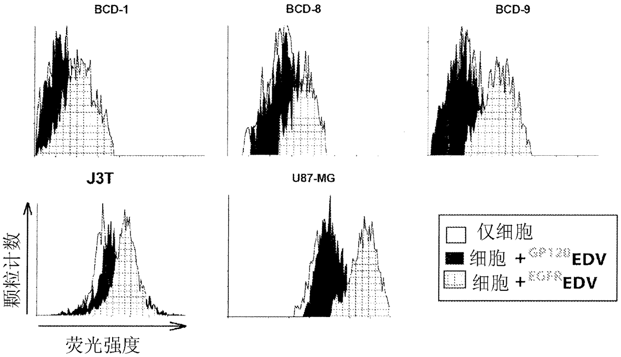 Bacterially derived, intact minicells for delivery of therapeutic agents to brain tumors